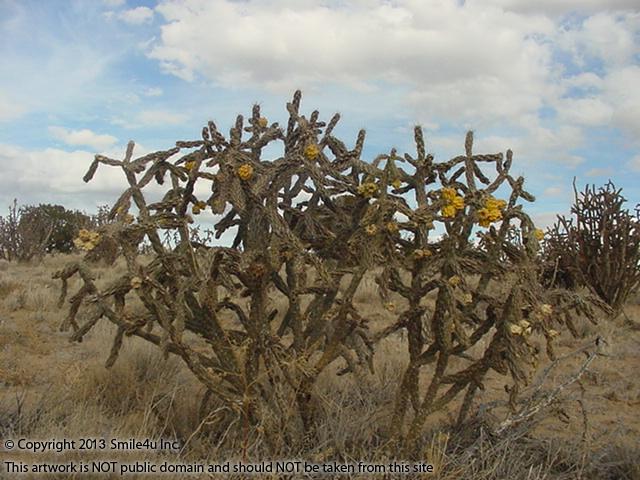 Pretty plants with their yellow waxy flowers blooming in February 2013 from this land for sale in Rio Rancho Estates unit 26 just off Rainbow Boulevard, the main drag to the NW corner of Rio Rancho Estates in Sandoval County, NM,